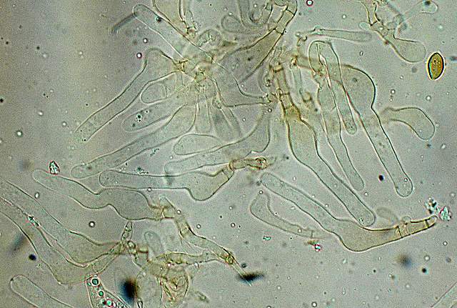 Galerina spec.  Cod.: 1915-07